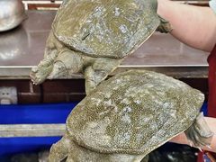 -状元甲·湖北甲鱼大王(汉口火车站店)