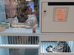 -FAELING PETS美天灵宠物(合生汇店)