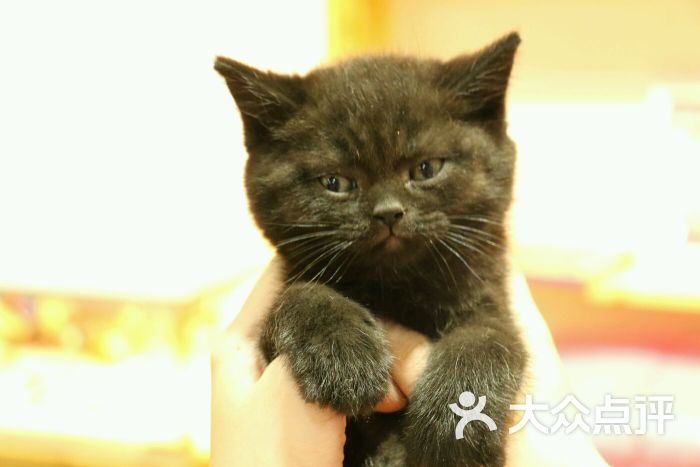 angelacat猫咪主题咖啡馆(新街口店)图片 - 第674张