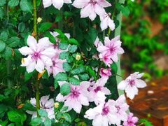 -云里小坐·小院里·团建·宴请·下午茶(三圣乡店)