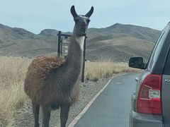-新疆天山野生动物园