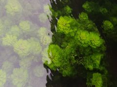 -靖西鹅泉风景区
