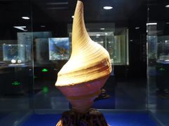 -贝壳王国博物馆