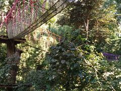-西双版纳原始森林公园
