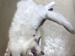 -藏猫猫咖啡主题馆(中央大道店)