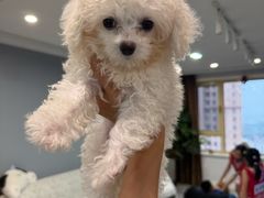 -瑞派宠物医院·犬猫全科·猫友好(宾水西道店)