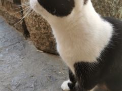 -喵屿·大理花园猫咖