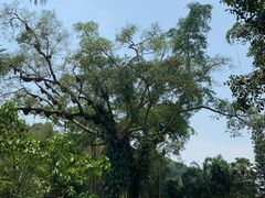 -瑞丽独树成林风景区