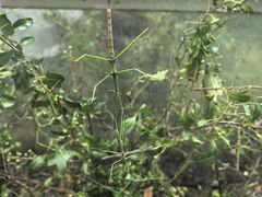 -上海昆虫博物馆