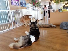 -Husky Go! 哈士奇体验馆·宠物咖啡厅狗咖
