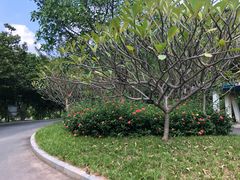 -东莞植物园