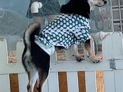 -怪兽屋·羊驼·猫咖·狗咖(俊华广场店)