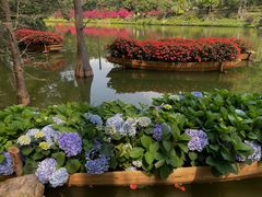 -深圳仙湖植物园