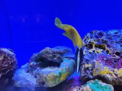 -上海海洋水族馆