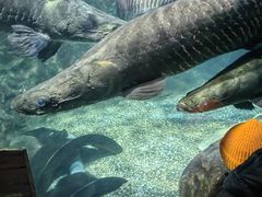 -太平洋海底世界