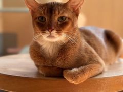 -MOCHA明星猫咖(田子坊店)