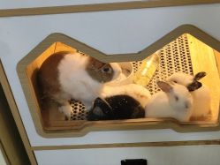-神奇动物撸宠馆·羊驼·小浣熊·异宠(豫园店)
