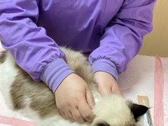-瑞派康怡24h宠物医院·犬猫医疗中心·微创绝育(瑞景分院)