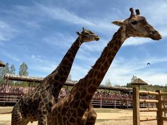 -鄂尔多斯野生动物园