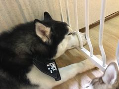 -Husky Go! 哈士奇体验馆·宠物咖啡厅狗咖