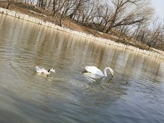 -盐城丹顶鹤湿地生态旅游区