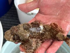 -小猫钓鱼海钓俱乐部(椰梦长廊店)