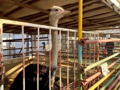 -南宫五洲植物乐园