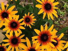 -武清南湖绿博园