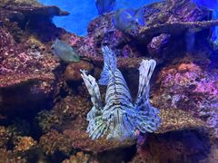 -上海海洋水族馆