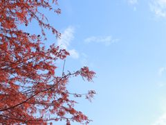 -深圳市中科院仙湖植物园