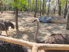 -大连森林动物园