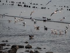 -深圳湾公园(南山区)