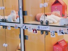 -momokira米努特·德文卷毛猫·棉花面纱犬