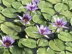 -国家植物园南园