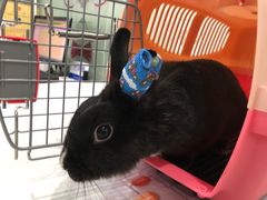 -伟伟宠物医院·CT影像中心·瑞派犬猫综合性门诊(汉口总院)