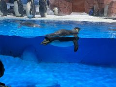 -海合安成都极地海洋公园