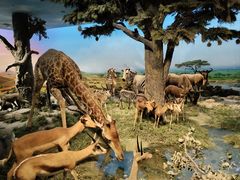 -国家自然博物馆