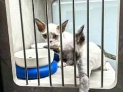 -山宅一喵德文卷毛猫舍