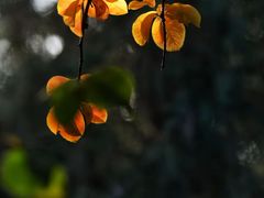 -绿茶餐厅(财富购物中心店)