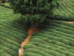 -宜兴龙背山森林公园