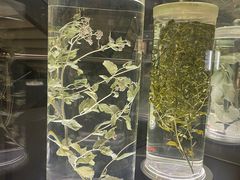 -广东中医药博物馆
