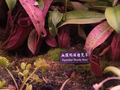-中国科学院西双版纳热带植物园