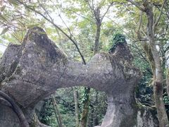 -山王坪喀斯特国家生态公园