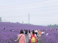 -紫颐香薰山谷景区