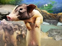 -正佳雨林生态植物园