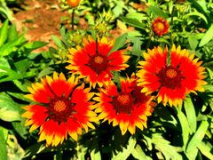 -大兴滨河森林公园