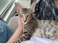 -纳吉亚猫专科动物医院博雅分院