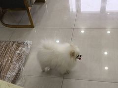 -天宠宠物医院24小时·急重症诊疗中心·全科·腔镜特色(和平分院)