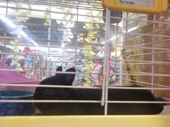 -宠物兔专门店(天丰利市场店)