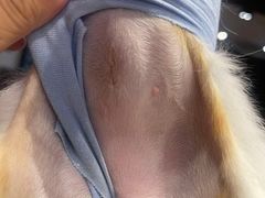 -伟伟宠物医院·CT影像中心·瑞派犬猫综合性门诊(汉口总院)